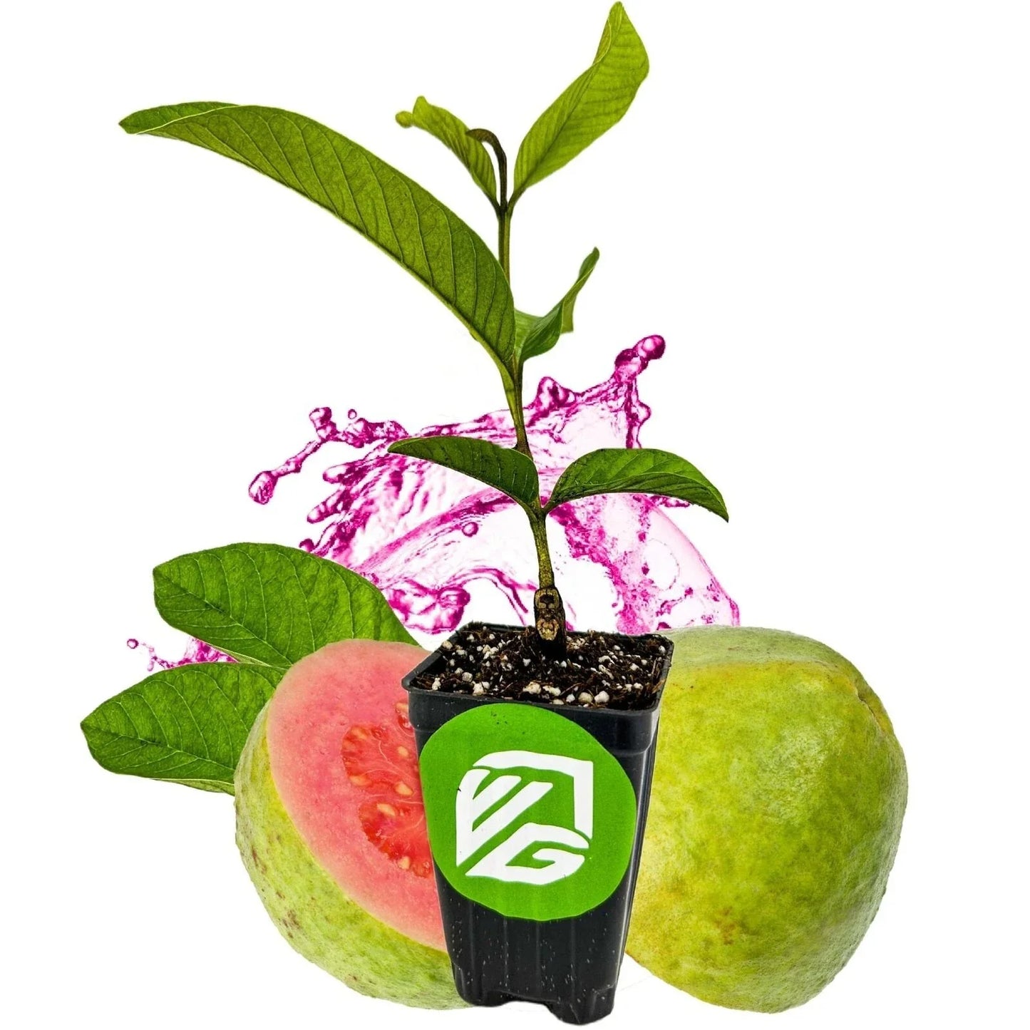 Barbie Pink Guava Live Plant - Psidium guajava in 3-Inch Pot for Home Garden
