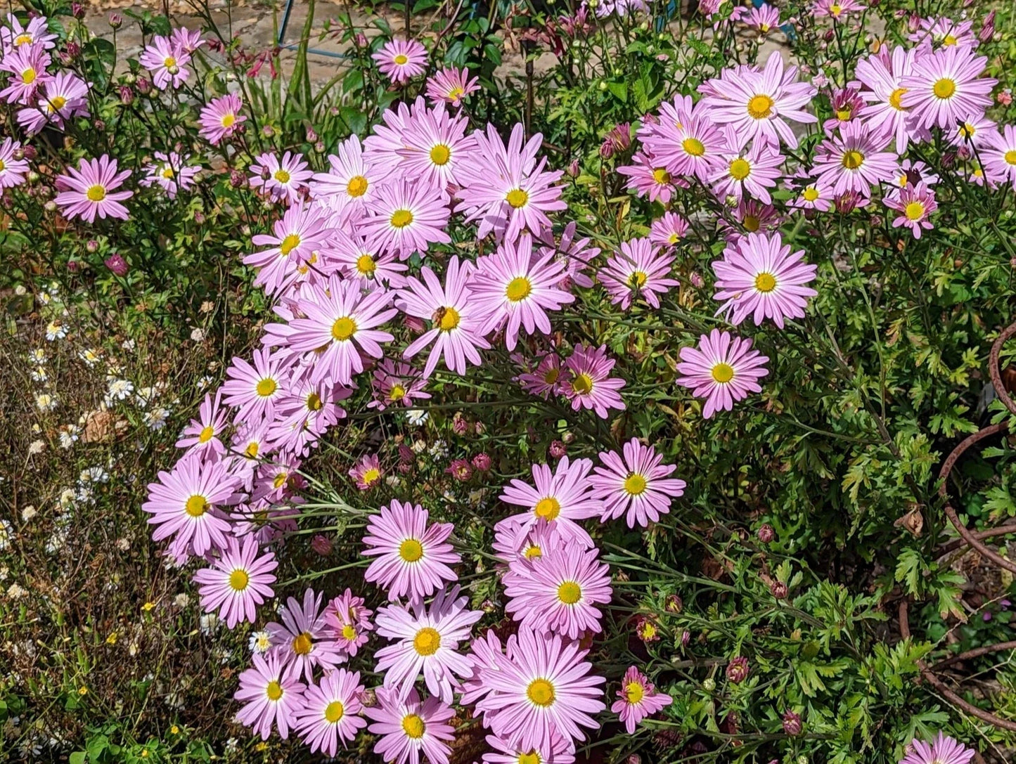 Live Pink Chrysanthemum Roots – 7 Pink Ryans Mums, Perennial Daisy, Chrysanthemum x morifolium, Pink Flowers