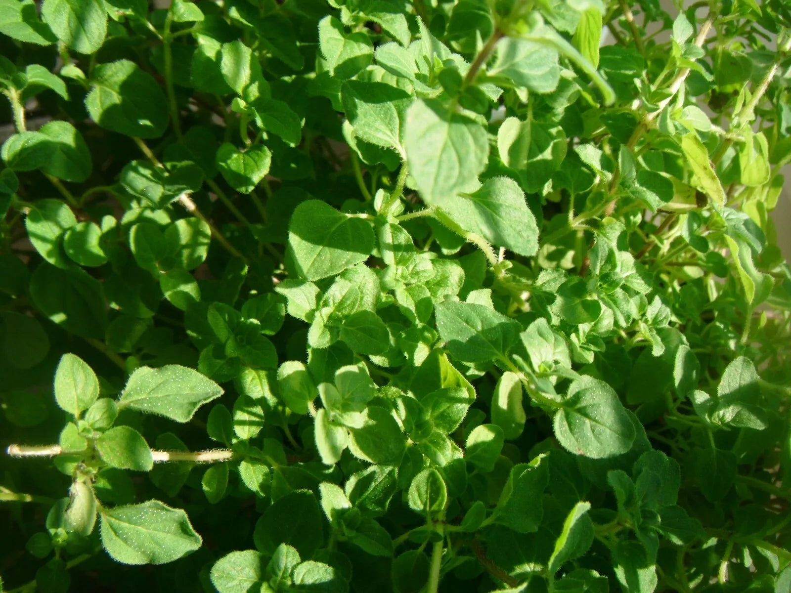 Common Thyme Herb Seeds - 1000 Pack - Thymus vulgaris - Aromatic Culinary Herb for Gardening and Cooking