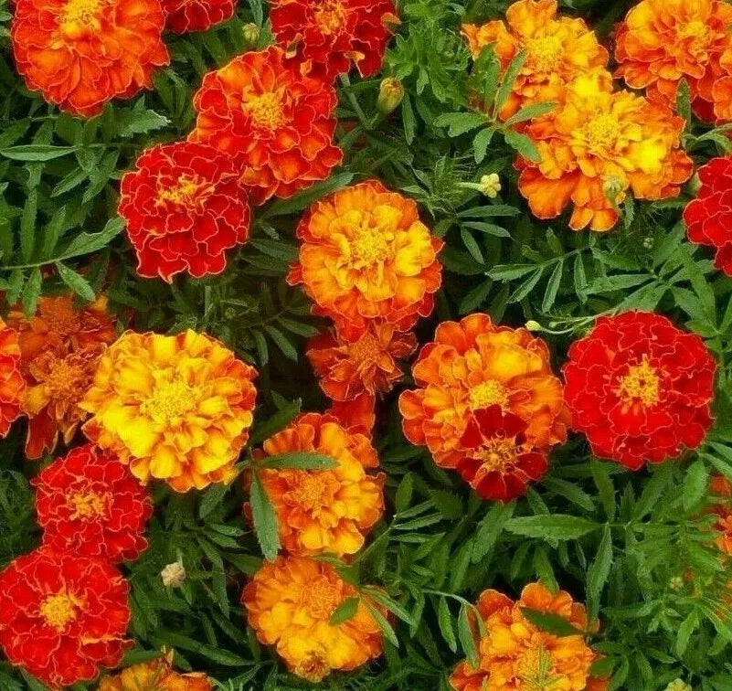 Marigold Seeds 100+ Sparky Mix - Orange Yellow Tagetes erecta Annual Flowers
