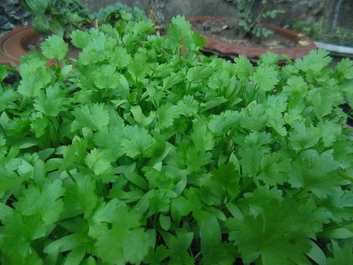 Non-GMO Cilantro Coriander Seeds - Coriandrum sativum Herb Seeds for Gardening