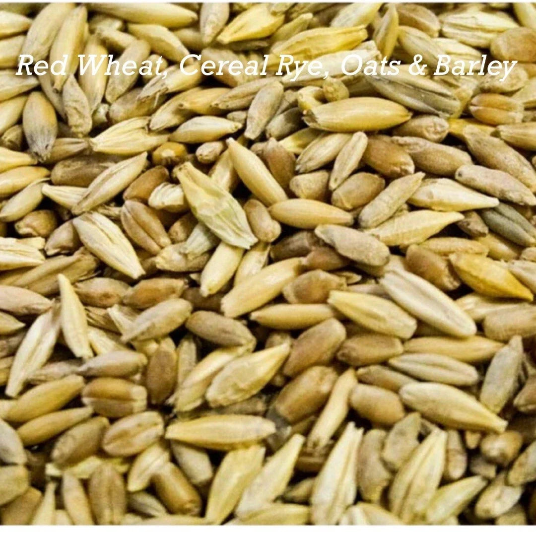 Cat Grass Seeds Mix - 300+ Red Wheat, Barley, Oats & Cereal Rye for Cats, Indoor Gardening, Pet Safe, Nutritious, Fast Germination