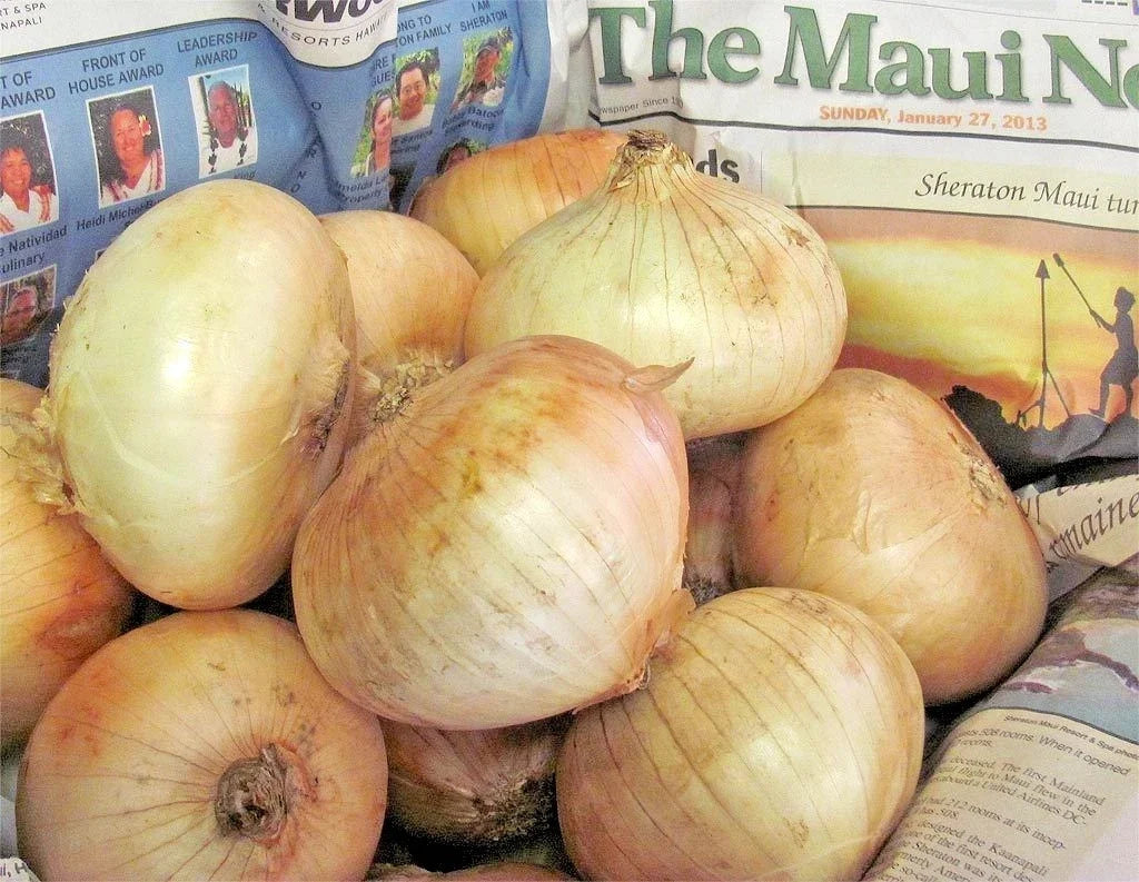 Organic Maui Sweet Onion Seeds - Short Day Allium cepa for Vegetable Gardens - 200+ Non-GMO Seeds