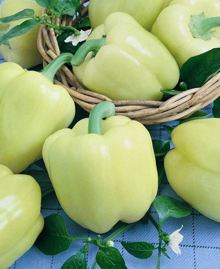 White Cloud Sweet Bell Pepper Seeds – Capsicum annuum – Rare White Color, Sweet Flavor, 25/100/1000 Seeds
