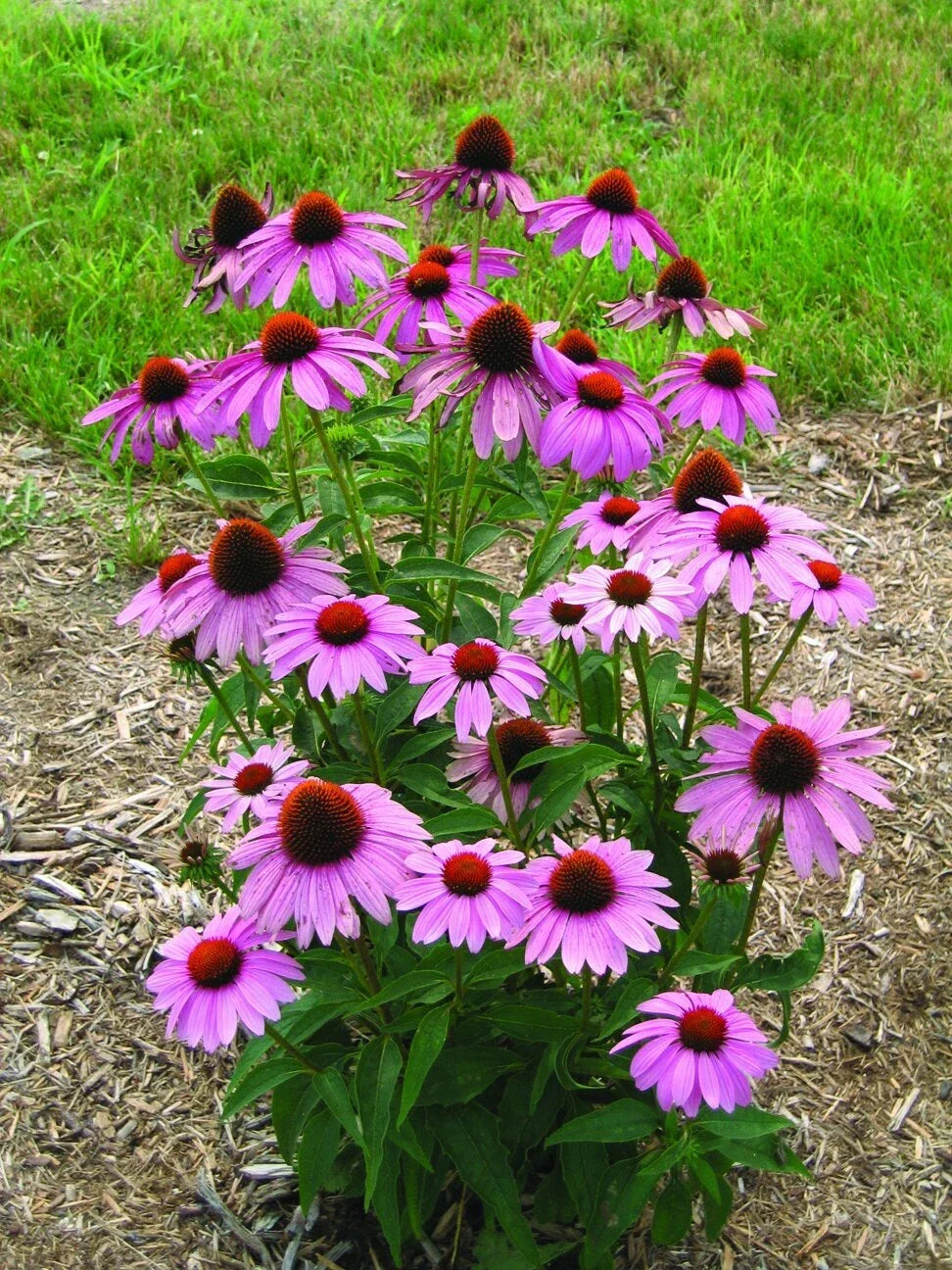 Echinacea Prairie Splendor Deep Rose Seeds - 100 Count Perennial Flower Seeds