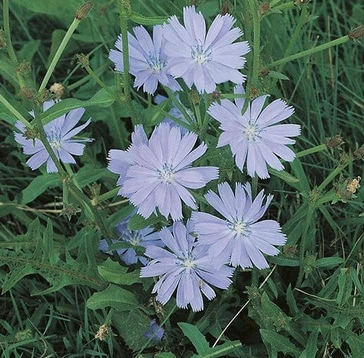 Chicory Seeds - 500+ Blue Flowers - Perennial Herb for Edible Leaves & Pollinator Attractant - Cichorium intybus, USA