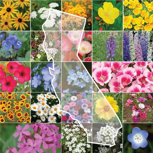 California Wildflower Mix - 1200 Seeds - Native Wildflowers for Pollinators 2024-2025