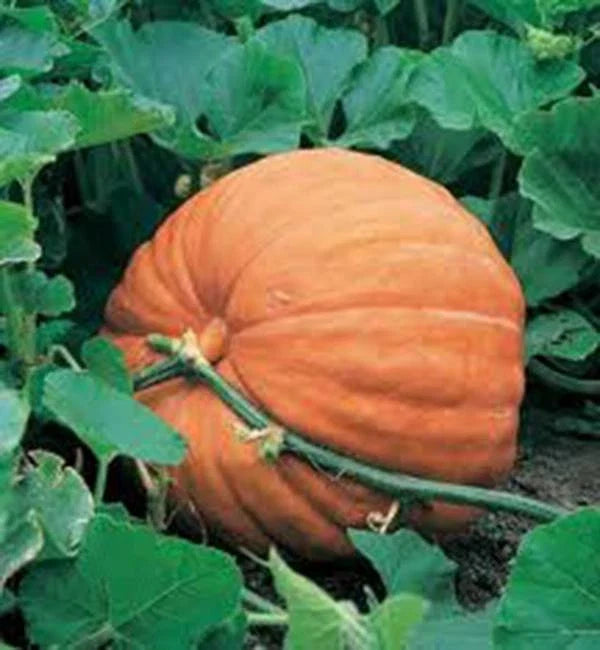 Big Max Pumpkin Seeds – Heirloom Non-GMO Cucurbita pepo for Giant Pumpkins, 500 Pack