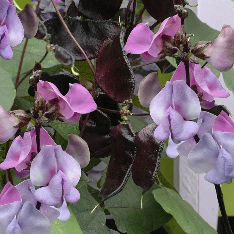 Hyacinth Bean Seeds - Ruby Moon Variety, Climbing Vine, Edible Pods, Lablab purpureus, 5 Pack