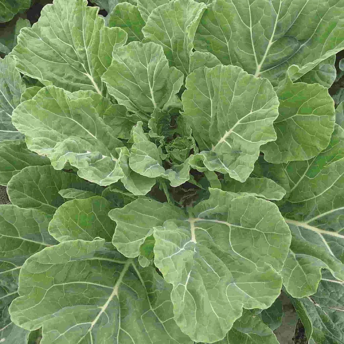Georgia Southern Collard Seeds NON-GMO Creole Variety Heirloom Vegetable Seeds