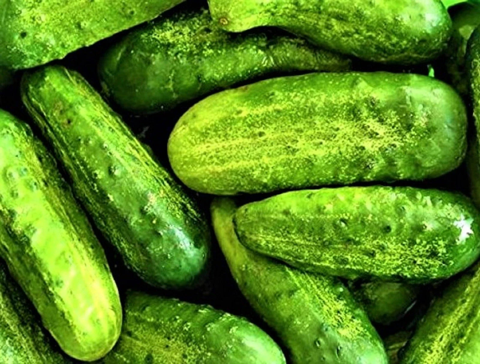Wisconsin SMR-58 Pickling Cucumber Seeds - 50 Pack, Heirloom Cucumis sativus for Home Garden, Crunchy, Disease-Resistant, Vining Variety