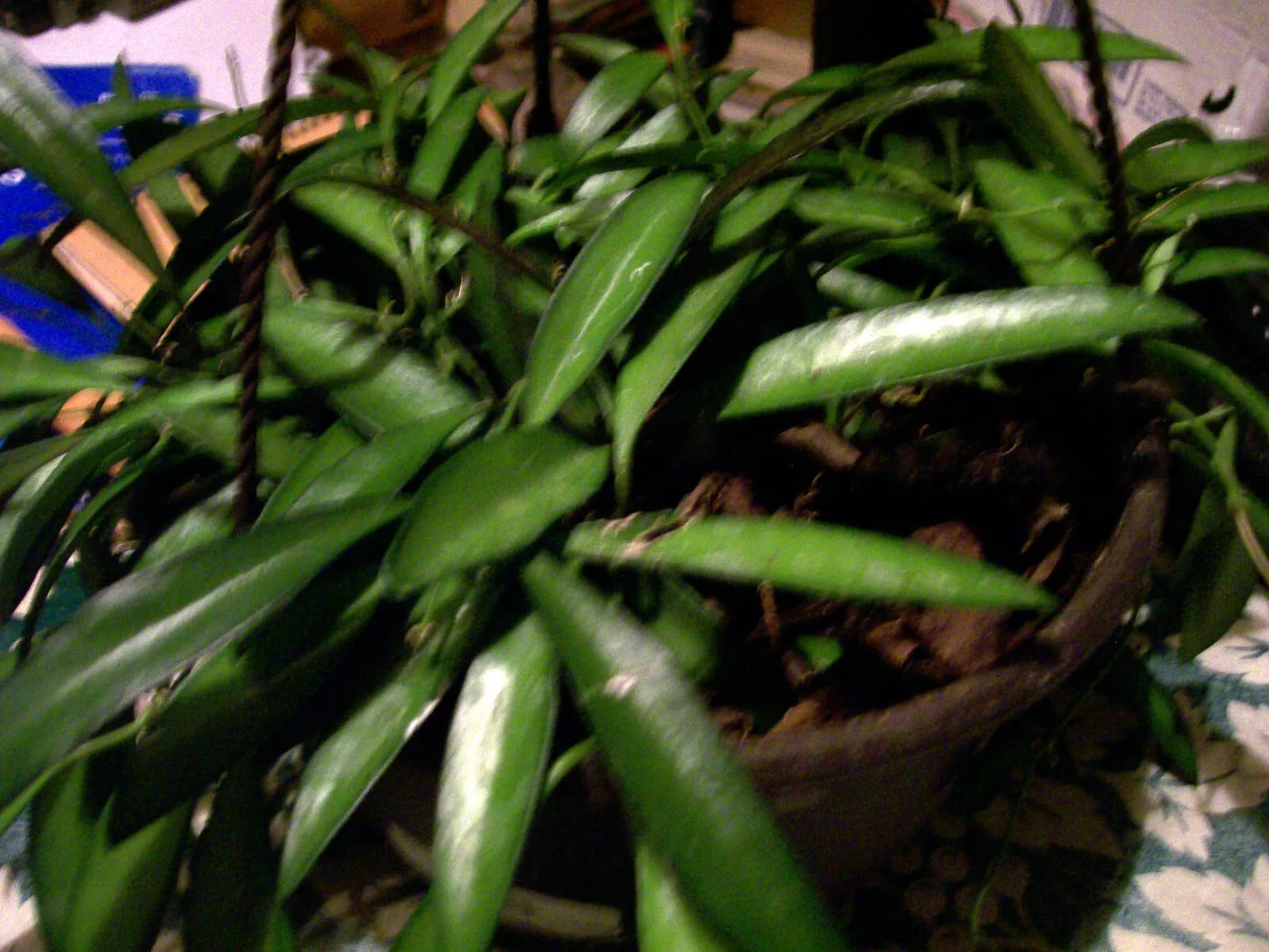Hoya Longifolia Wall String Bean Plant - Trailing Hanging Plant, Heat-Loving, Frost Sensitive, Starter Plant