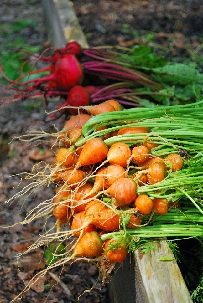Parisian Carrot Seeds Bulk 1000 Count Packet | Daucus carota | Tender Round Globes, Sweet & Tasty Carrots for Gardening