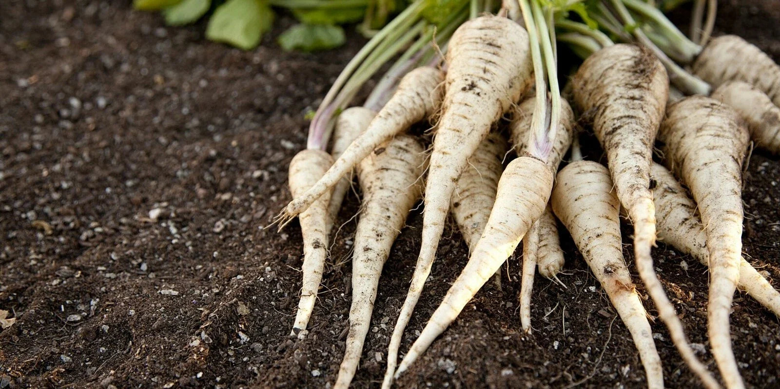 All American Parsnip Seeds - Non-GMO Heirloom Pastinaca sativa Vegetable Seed Packets