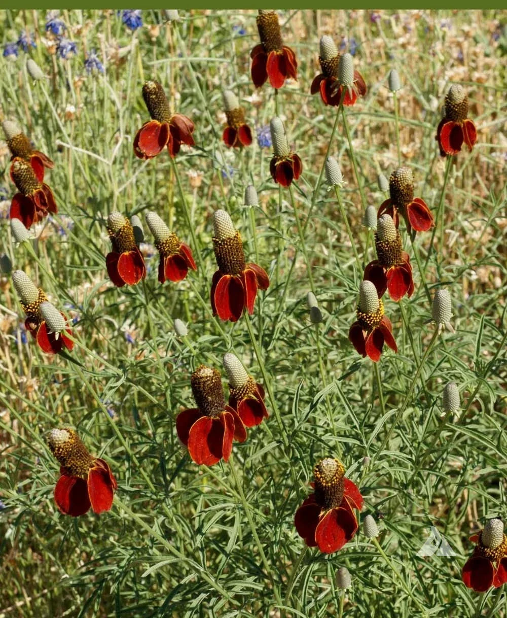 Dwarf Red Coneflower Seeds - Non-GMO Echinacea purpurea Wildflower for Pollinators - 500 Seeds