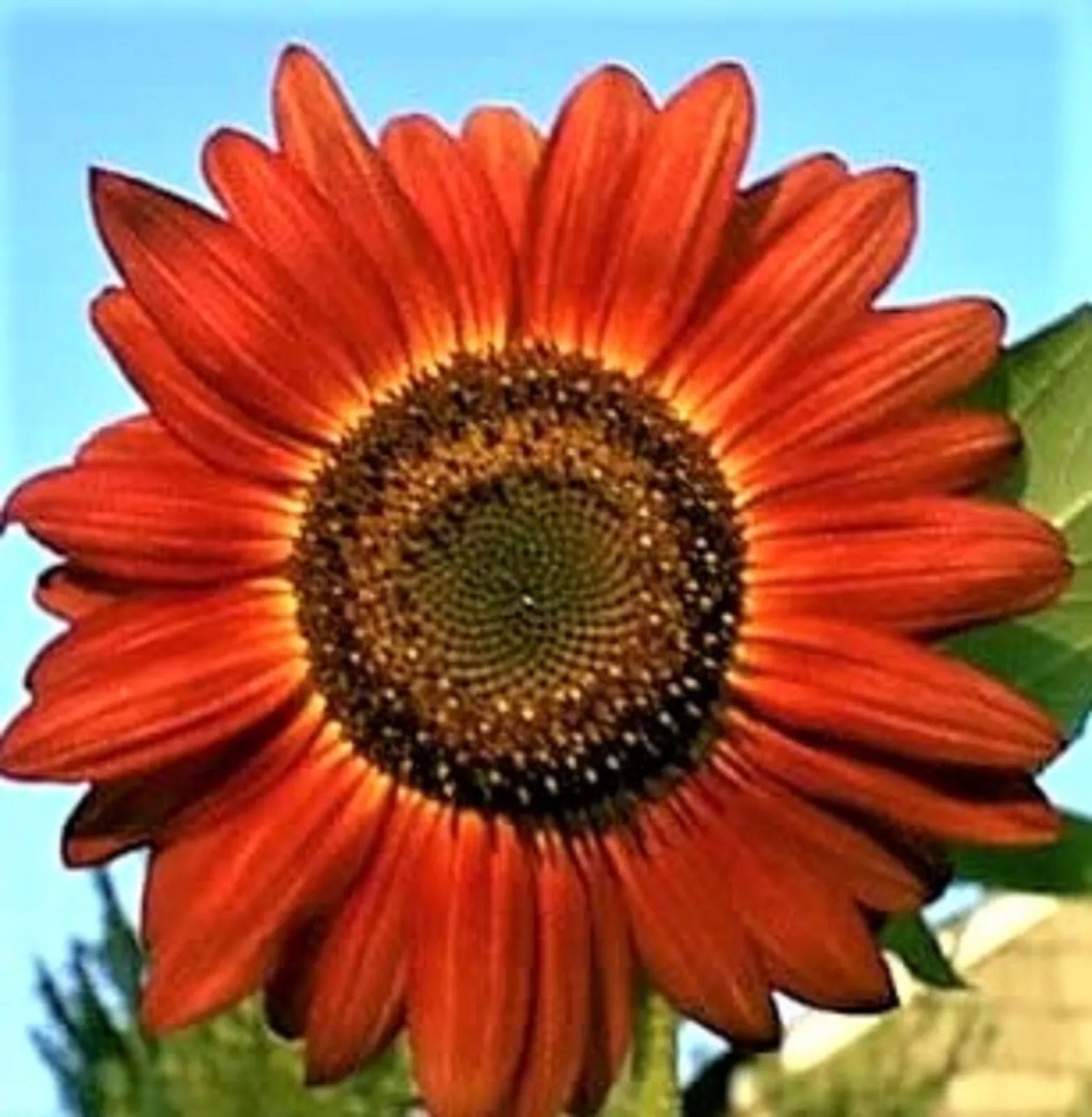 Red Sunflower Seeds Pack – Non-GMO Helianthus annuus, Bold Red Flowers for Garden, Borders & Cut Flowers