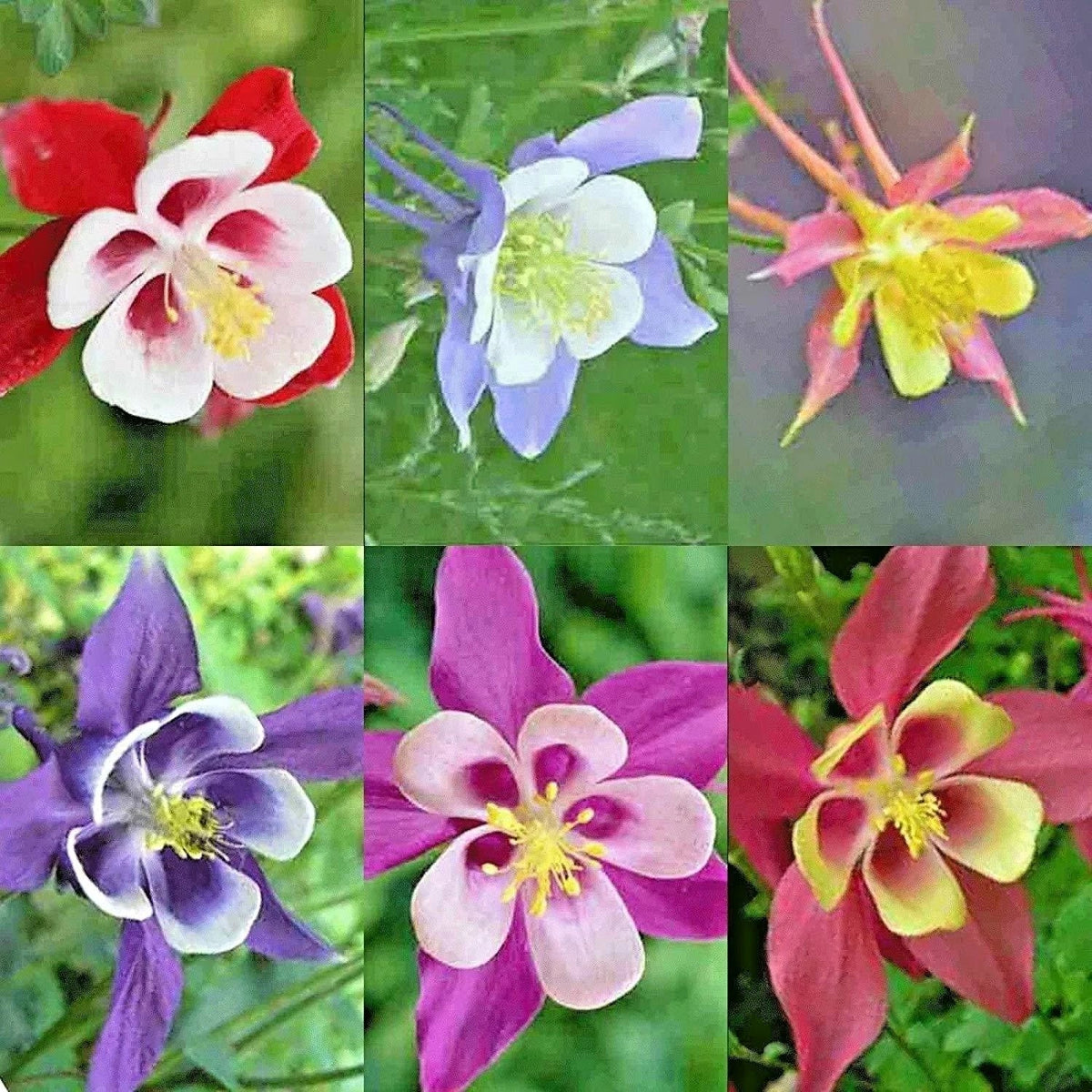 Columbine Seeds Mix - Perennial Native Wildflower for Shade Gardens & Containers