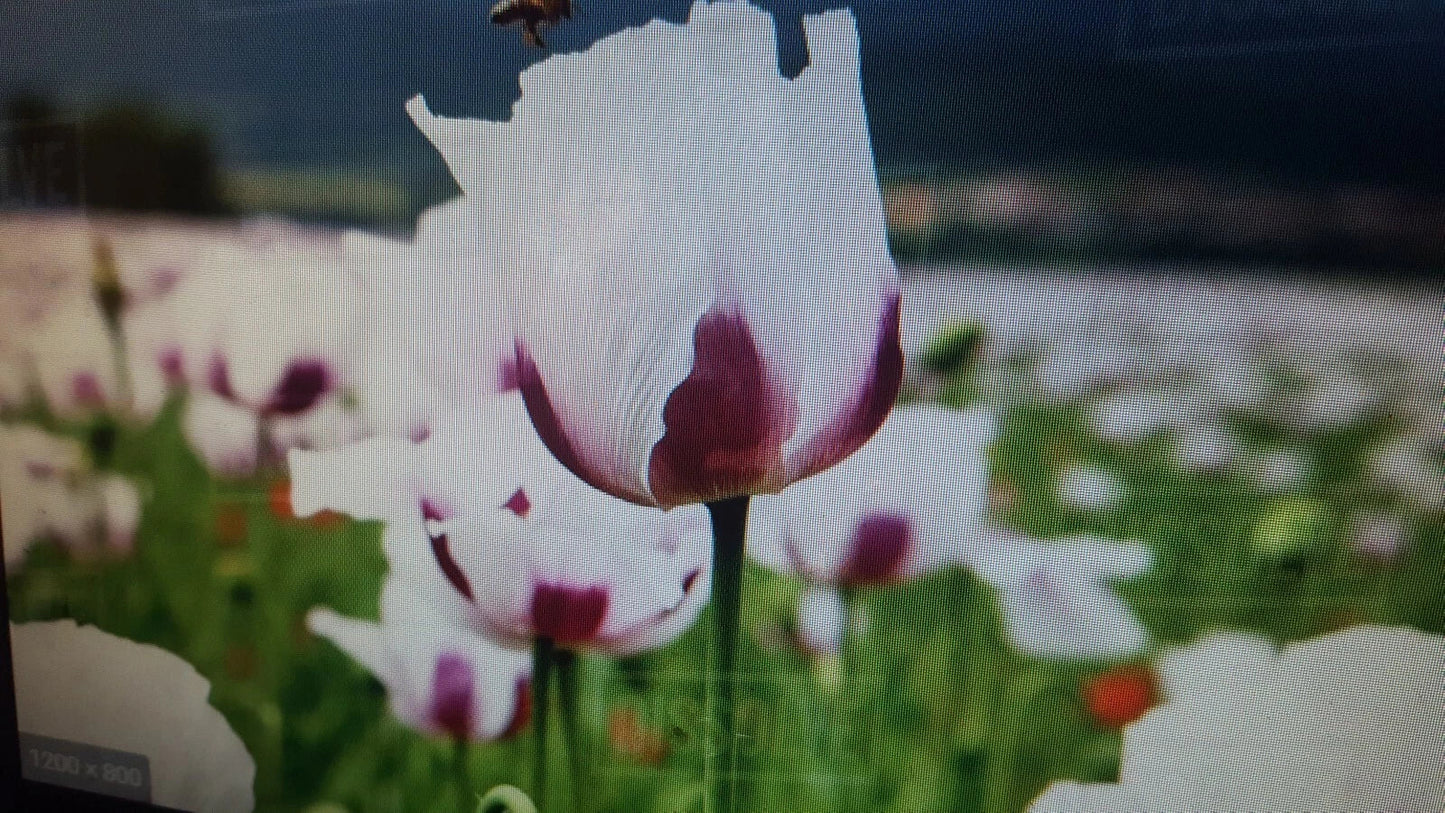 Poppy Flower Seeds 1 lb White and Purple Papaver somniferum