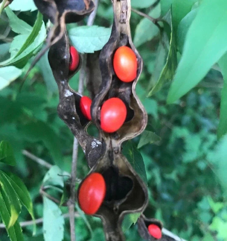 Erythrina Coral Cherokee Beans Seeds - 5 Pack - Vibrant Hummingbird Wildflower for Sunny Gardens