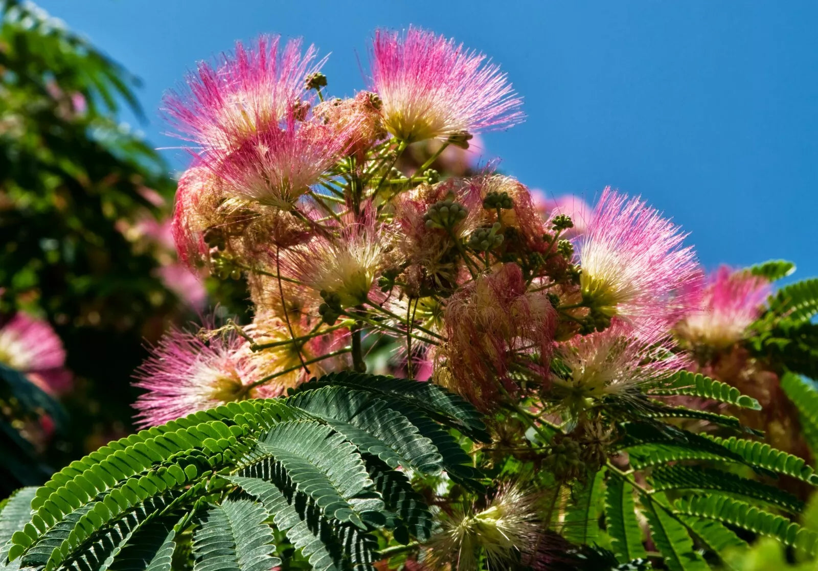 Persian Silk Tree Seeds - Albizia julibrissin - Exotic Flowering Tree for Gardens & Landscaping - 30 Seeds