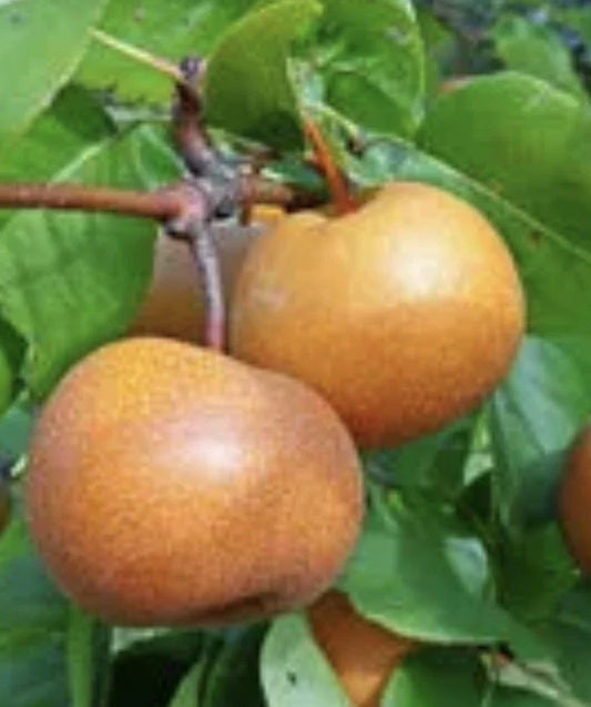 Chojuro Pear Plant Cuttings - 4 Juicy Golden Brown Round Crispy Pyrus pyrifolia for Home Gardening