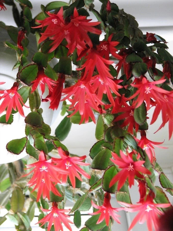 Red Easter Cactus Live Plant in 4-Inch Pot, Rhipsalidopsis Gaertneri, Spring Blooming Indoor Cactus