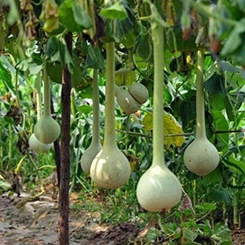Dipper Gourd Seeds 10 Pack - Unique Shaped Ornamental Gourds - Lagenaria siceraria for Crafts & Decoration