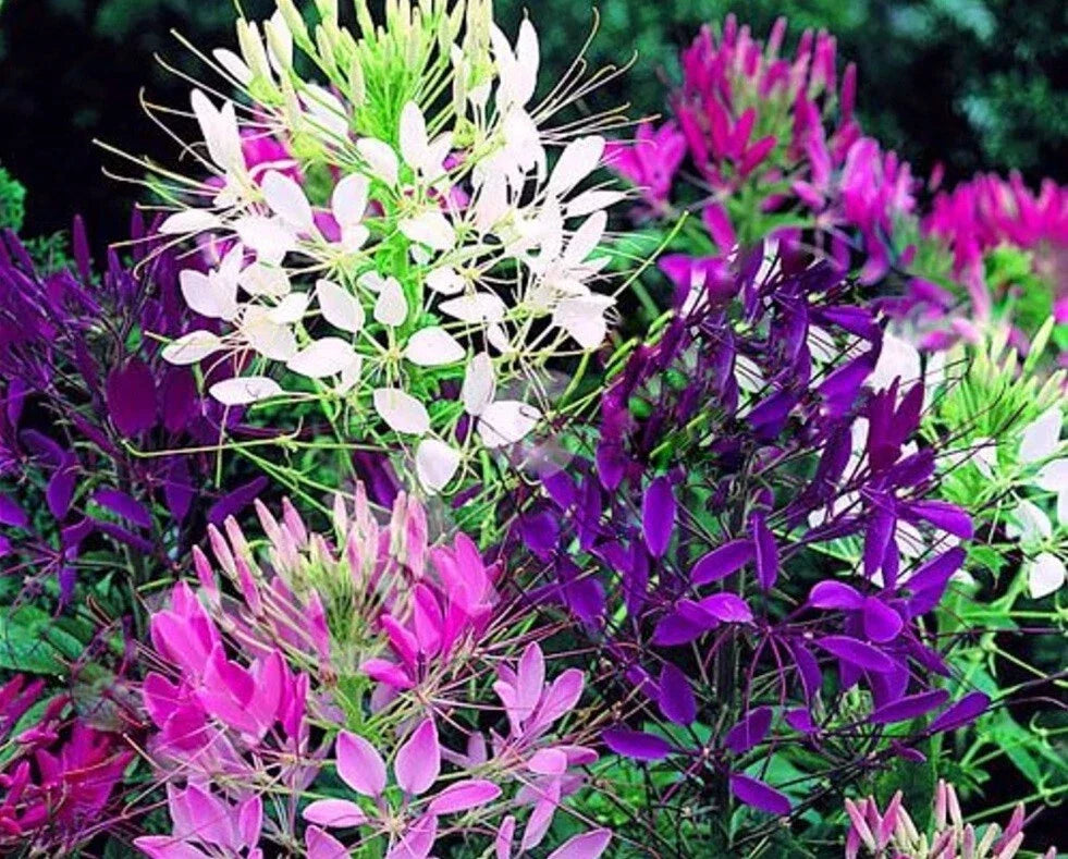 Queen Mix Spider Seeds 100 Count Clome Spinosa Perennial Butterfly Attractant for Gardens