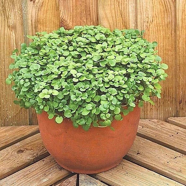 Organic Watercress Seeds - 2000+ Non-GMO Nasturtium officinale for Indoor & Shade Gardens