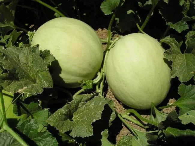Honeydew Melon Seeds NON-GMO Green Flesh Cucumis melo