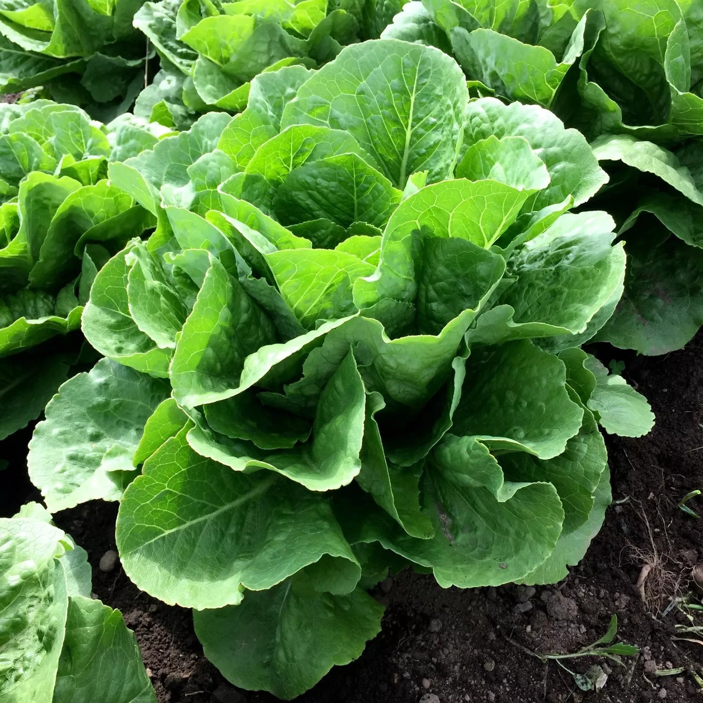 Parris Island Cos Romaine Lettuce Seeds - NON-GMO Caesar Salad Variety