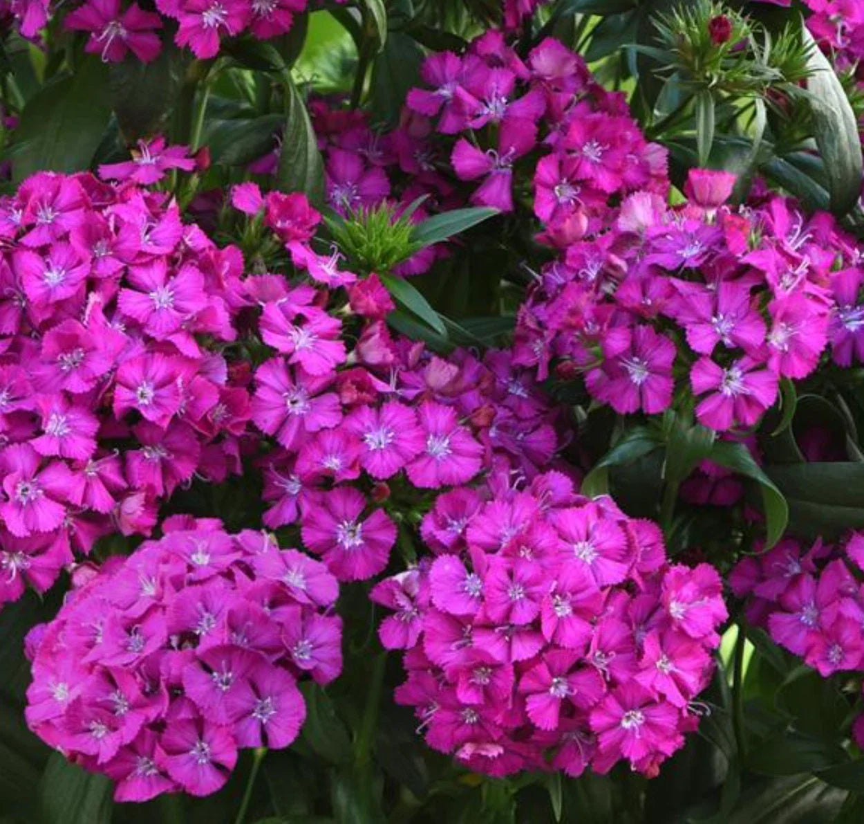 Dianthus Jolt Purple Live Annual Starter Plants - 10 Baby Plugs, Interspecific, Vibrant Purple Flowers, Hardy Zone 7a-11