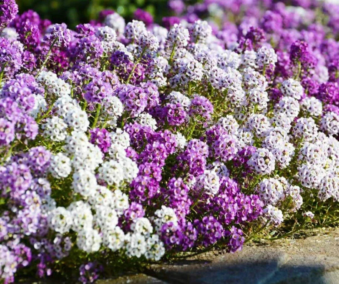 Sweet Alyssum Seeds - 50 Pack, Wonderland Mulberry Mix, Fragrant Annual Flowers, Lobularia maritima