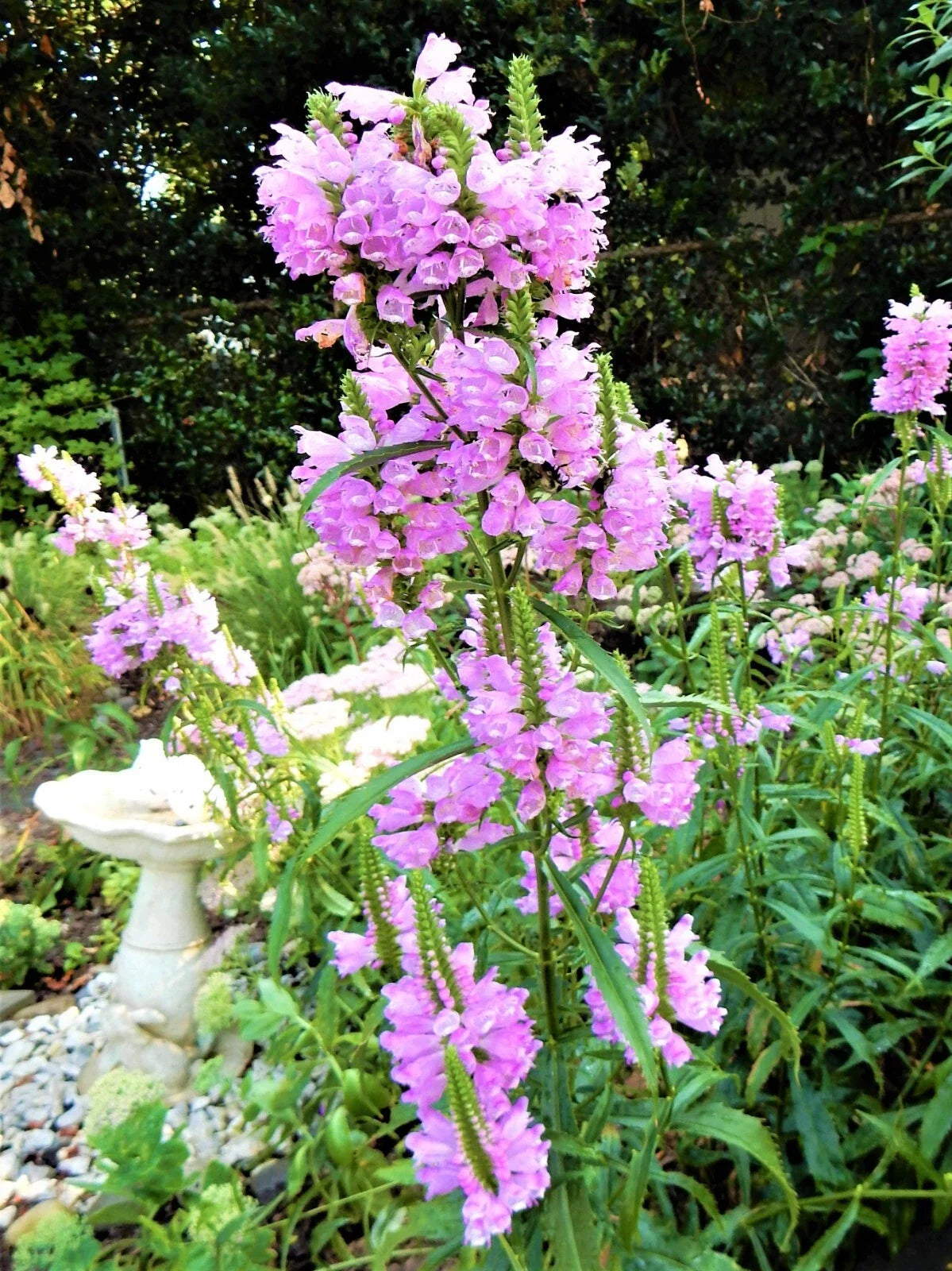 Obedient Plant Pack of 10 Live Plants | Physostegia virginiana | Shallow Water Garden Plants | False Dragonhead Perennials