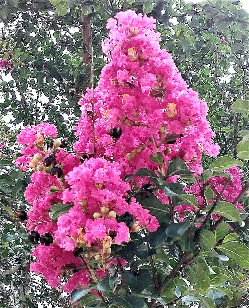 Heirloom Pink Crepe Myrtle Trees 6" Rooted Cuttings Lagerstroemia Indica Fast-Growing Flowering Shrubs