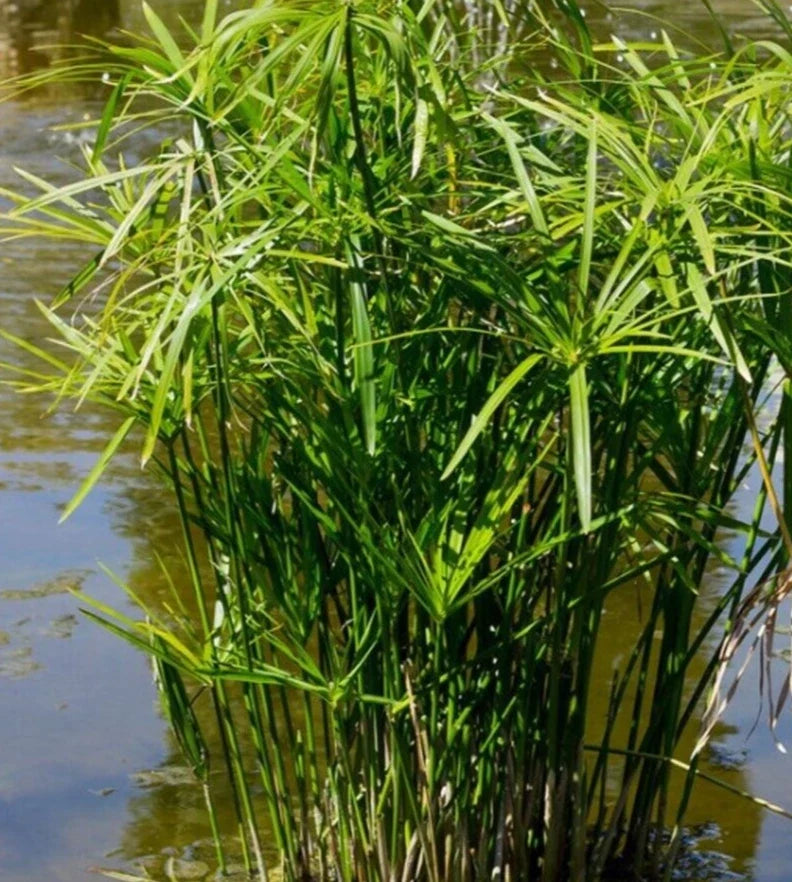 Cyperus Umbrella Palm Seeds - 25+ for Water Gardens, Ponds, Indoor Planting - Cyperus alternifolius