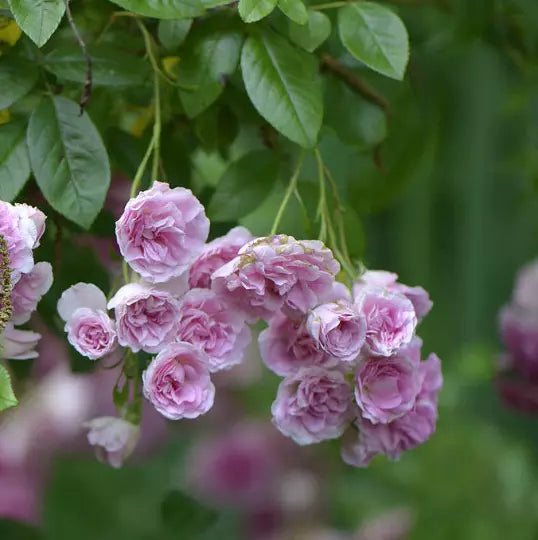 Heirloom Seven Sisters Pink Rose Bush - 1ft Climbing Rose, Rosa Multiflora, Fragrant Blooms, Easy Care, Live Plant, USA Seller