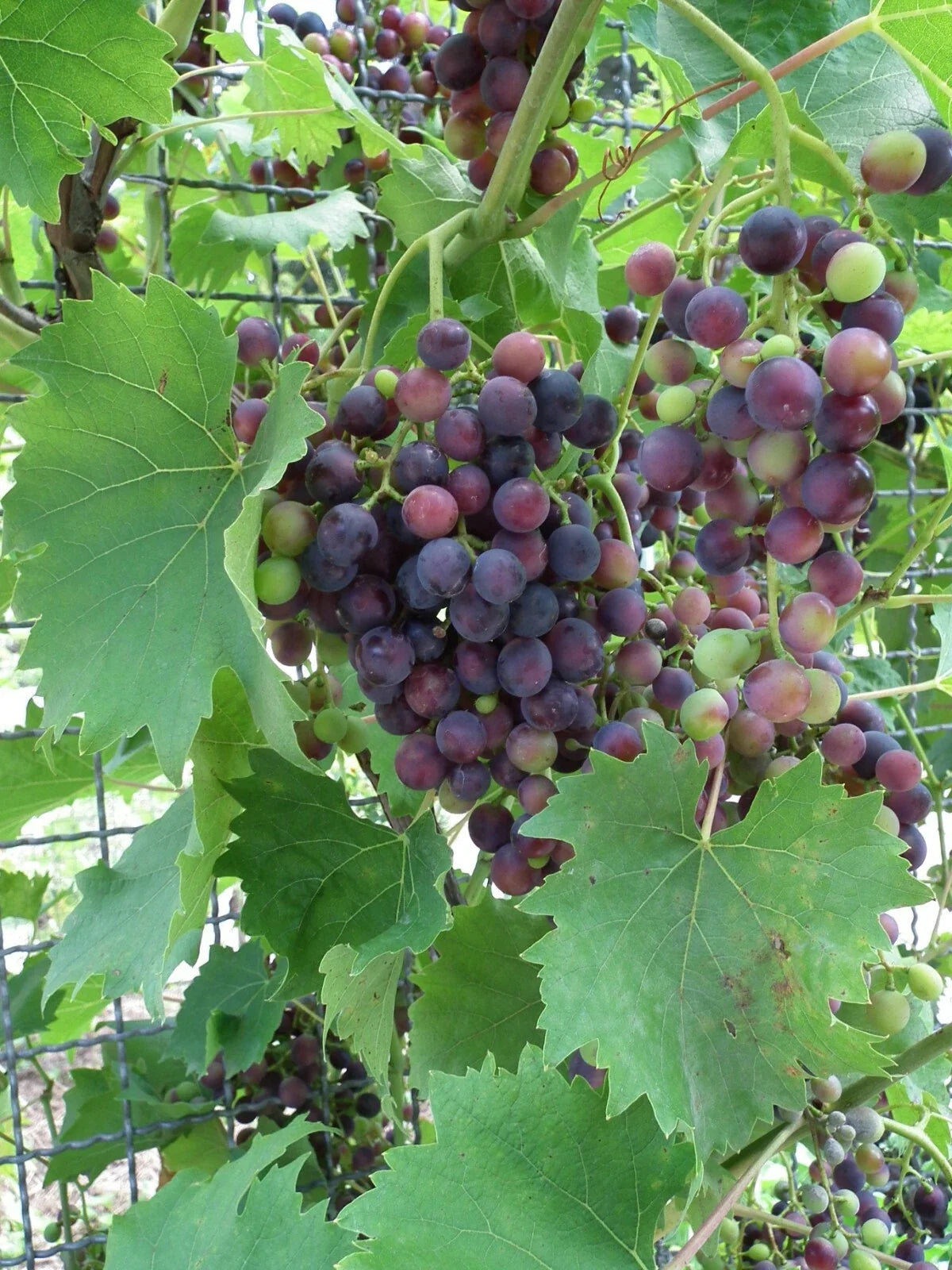 Wine Grape Seeds - 20 Pack Vitis vinifera for Home Garden and Vineyard Cultivation