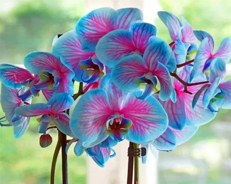 50Pcs Blue & Pink Orchid Seeds - Dendrobium Hybrid Bonsai Flowers
