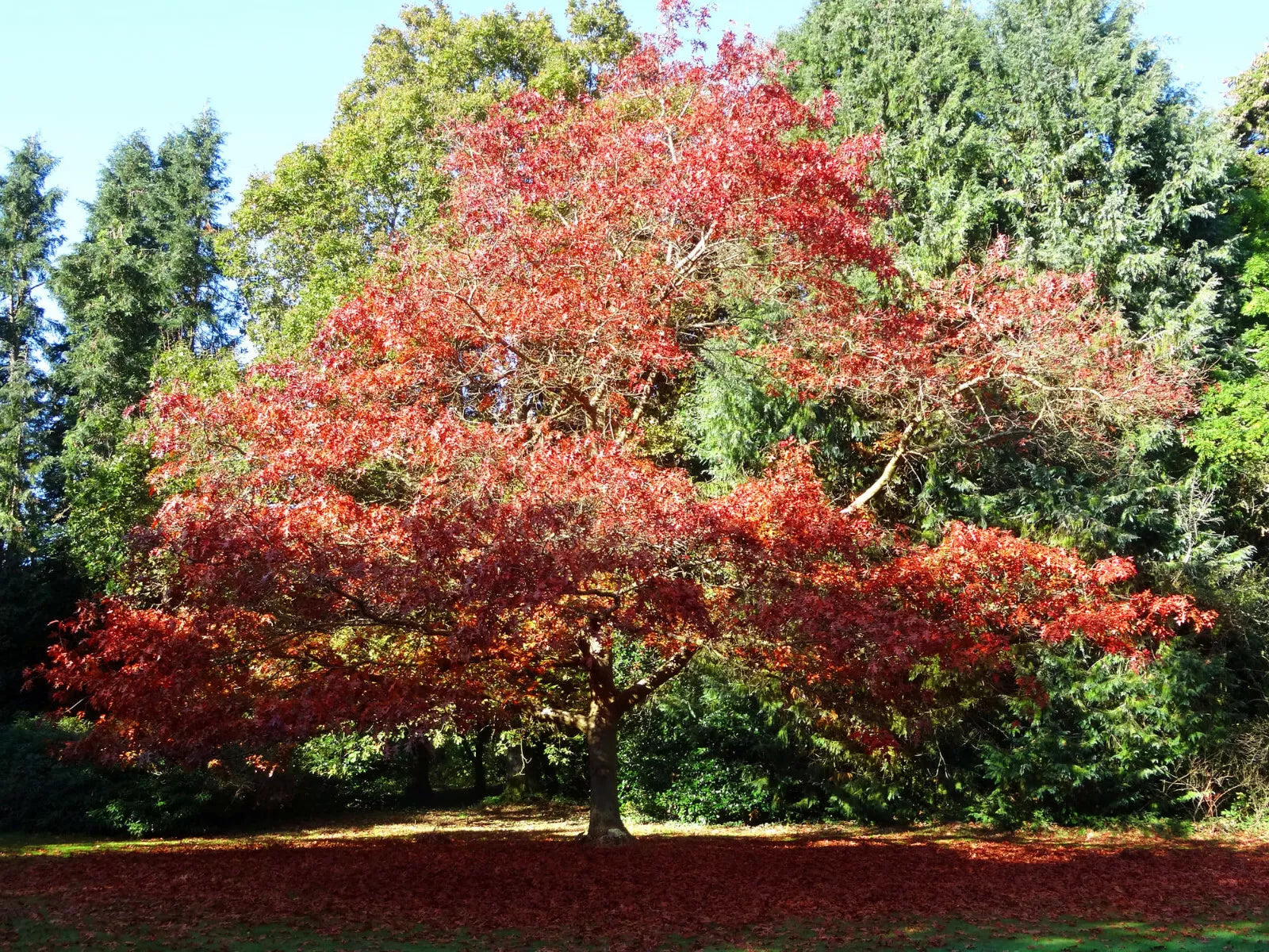 Shumard Oak Tree Live Plants Set of 2, Deciduous Quercus shumardii, 16+ Inches, Shade Tree, Fall Color, Drought Tolerant