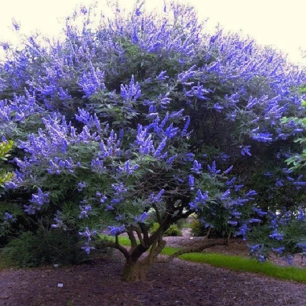 Chaste Tree Seeds - Vitex agnus-castus - Lilac Flowers, Hardy, Drought-Resistant, Pollinator-Friendly, Garden, Landscape