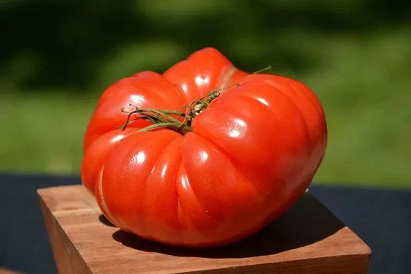 German Johnson Tomato Seeds - 120+ Non-GMO Organic Heirloom Seeds for Home Gardening