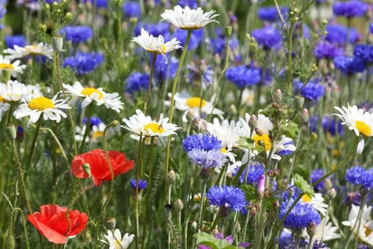 Wildflower Seed Mix 1000+ Seeds - Red, White & Blue Blooms - Drought Resistant Pollinator Garden Attracts Bees
