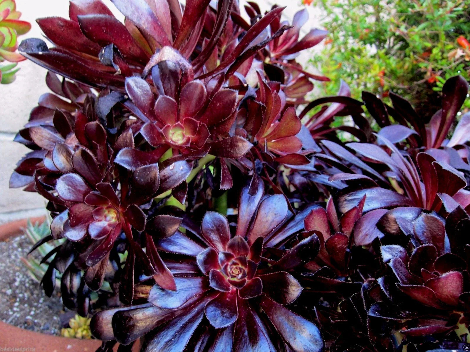 Aeonium Succulent Cuttings - Black Rose Deep Purple - 2 Cuttings for Indoor Gardening & Container Display