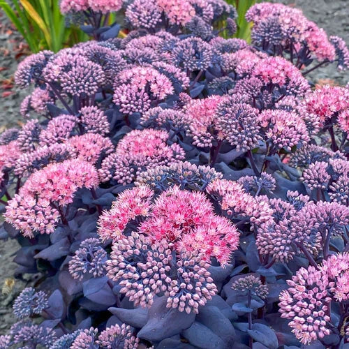 Sedum Mojave Jewels Sapphire Plant – Hardy Perennial Succulent in 4-Inch Pot for Drought Tolerant Ground Cover