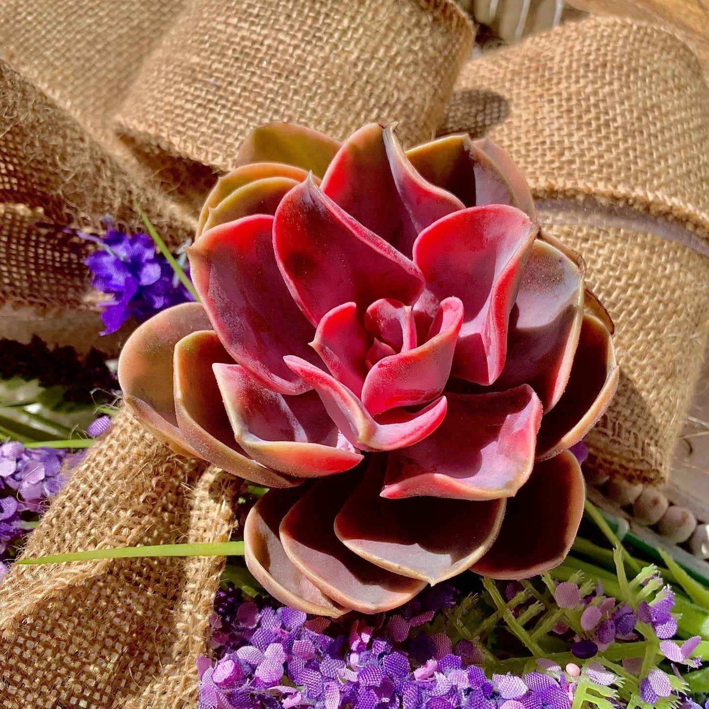 Live Succulent Rainbow Collection - Bare Root Succulents for Garden Decor, Wedding Favors, Indoor & Outdoor Plant Lovers - Echeveria spp.