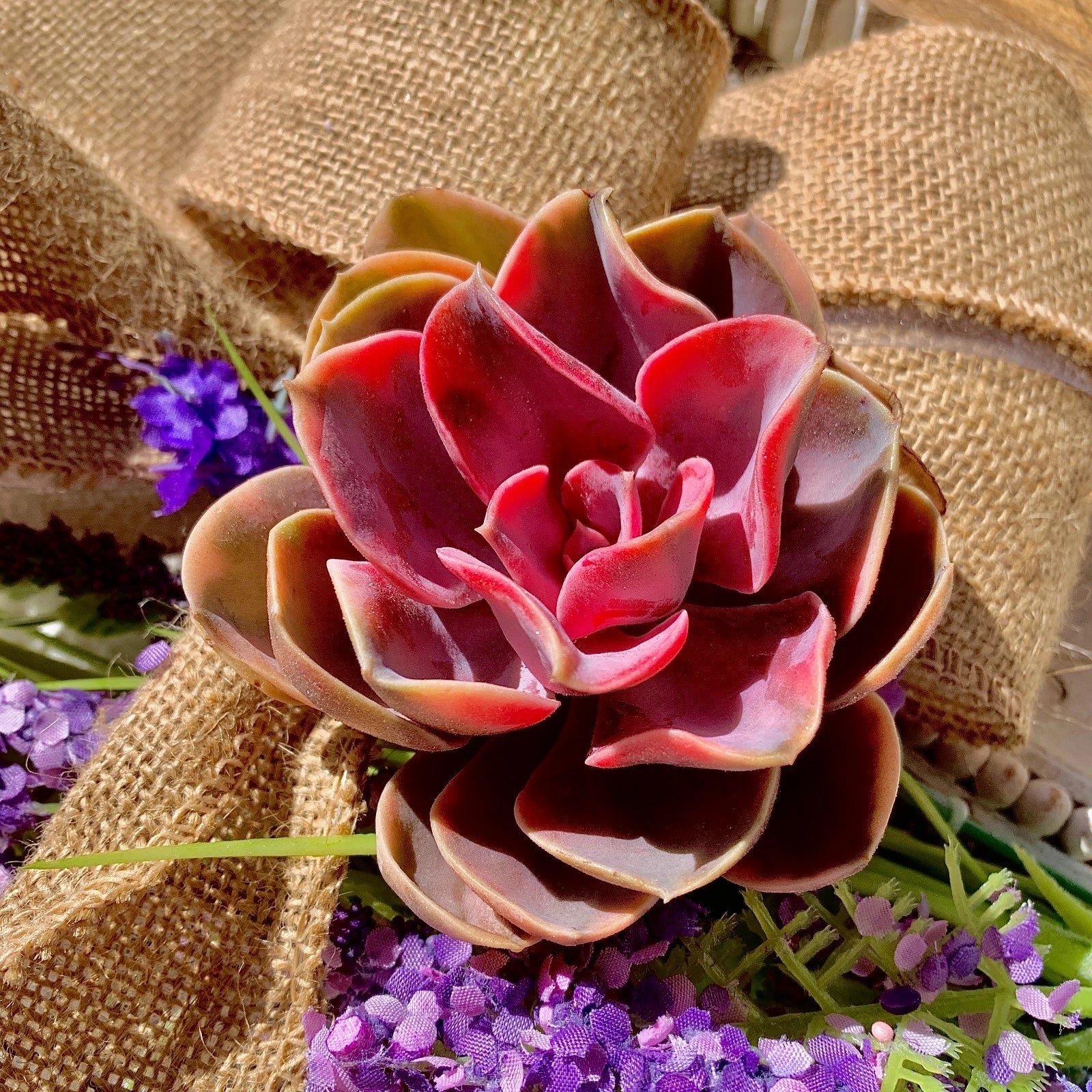 Live Succulent Rainbow Collection - Bare Root Succulents for Garden Decor, Wedding Favors, Indoor & Outdoor Plant Lovers - Echeveria spp.