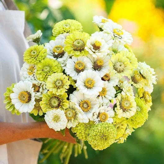 Zinnia Seeds Mix - 100 Pack - Snow White & Rare Green - Zinnia elegans for Garden Borders & Cut Flowers