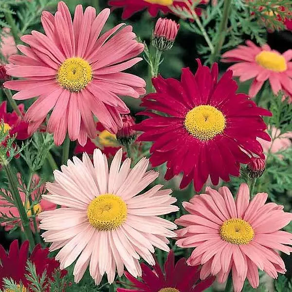 Painted Daisy Seeds - 300+ Multi-Color Perennial Flowers - Tanacetum corymbosum - USA Seller