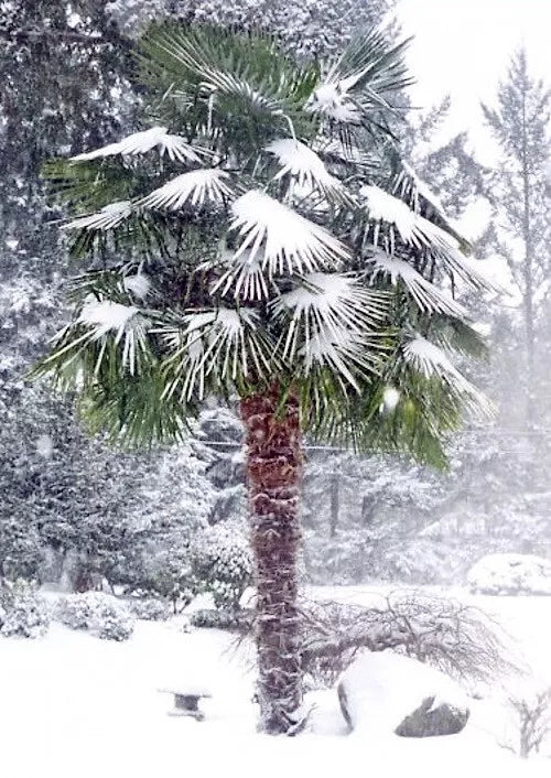Windmill Fan Palm Seeds, Trachycarpus fortunei, Hardy Tropical Tree, Garden & Landscape, Indoor & Outdoor Planting
